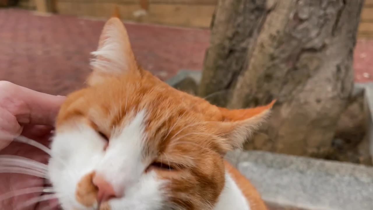 This lovely cat will make your day better, guaranteed! <3