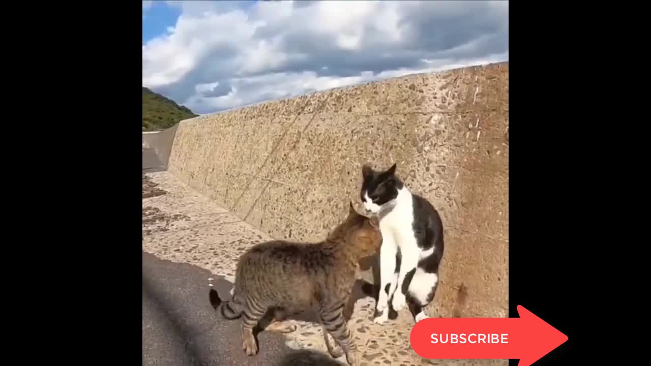 Cat Fight Compilation Video