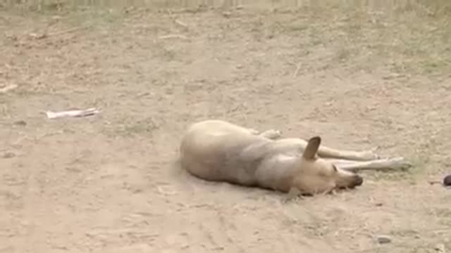 TRY NOT TO LAUGH WATCHING FUNNY FAILLS VEDIOS 2022 #221