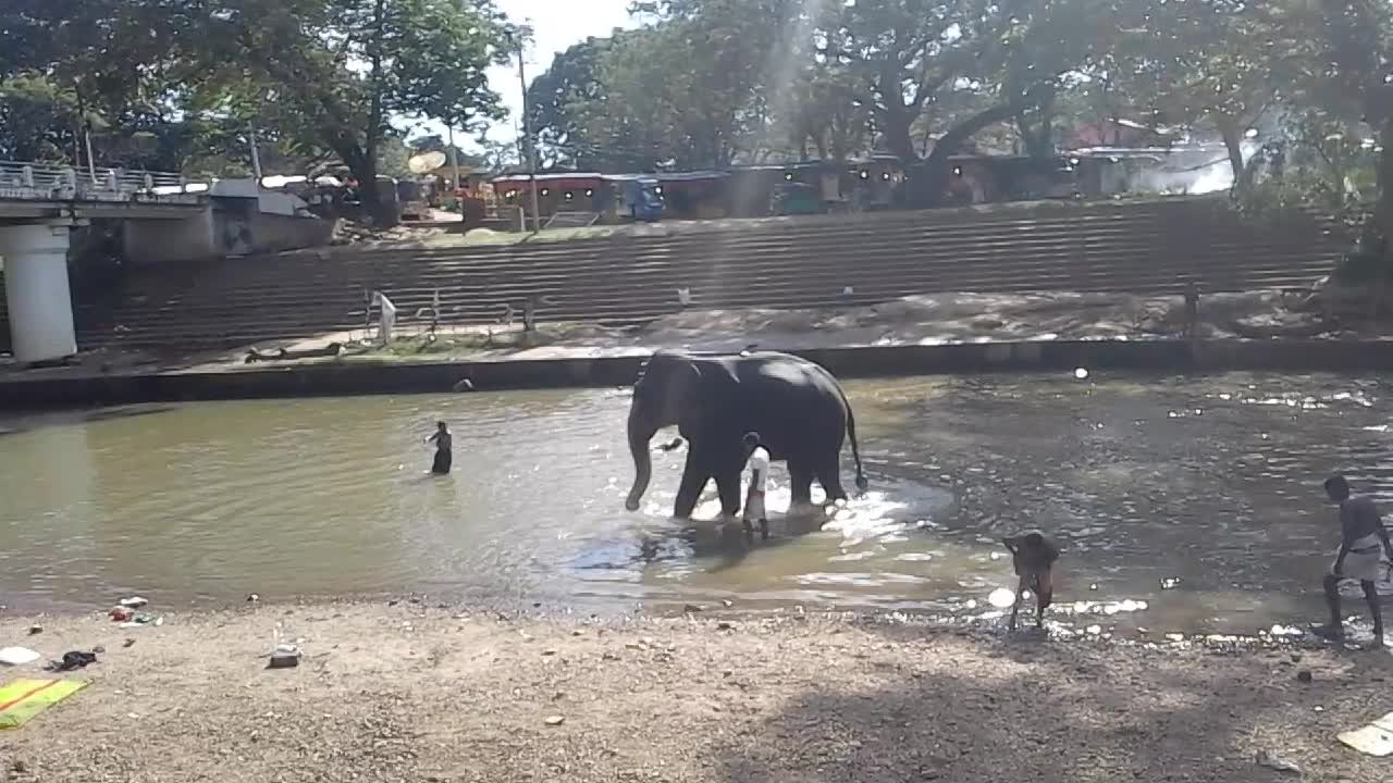 The elephant king of Kataragama shrine