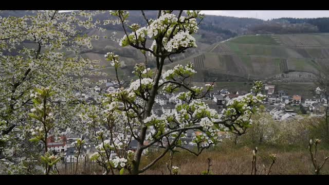 Dernau Hike