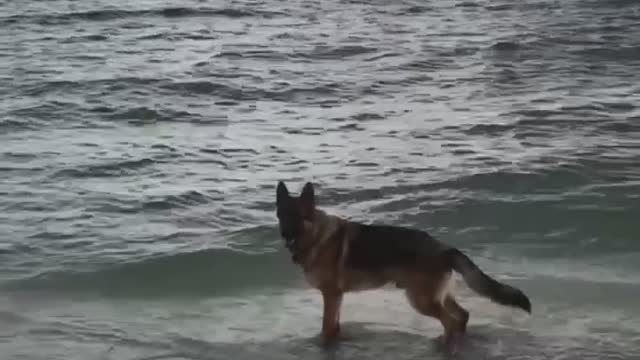 my frind German dog first time at the beach