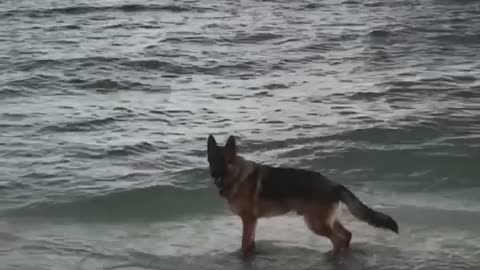 my frind German dog first time at the beach