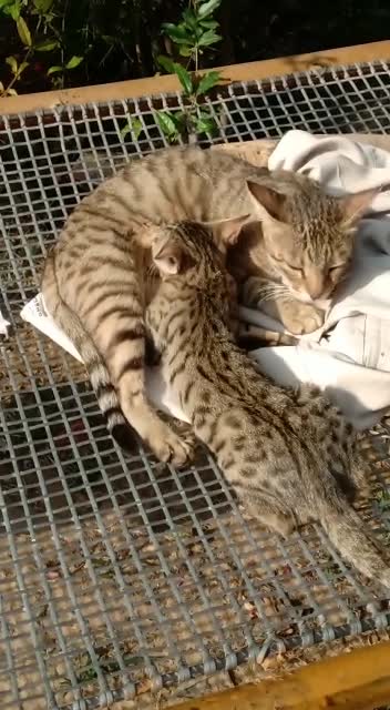 Baby cat drink mother milk short video