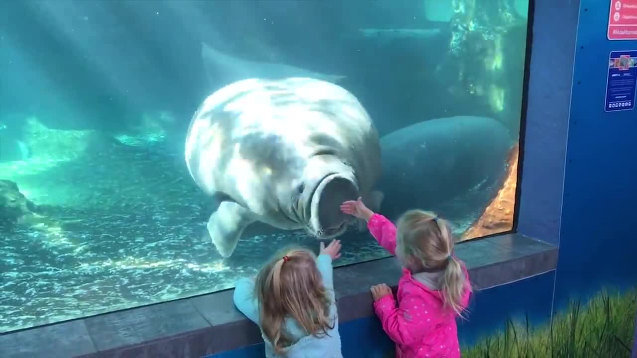 Video of Funny Kids at the Aquarium | Girl SPOOKED By A Beluga Whale! Kyoot