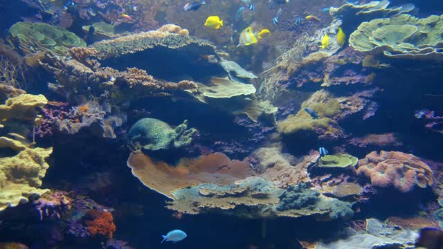 Fishes in sea and plates a lovely veiw