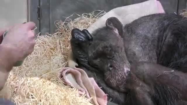 Sick 59-Year-Old Chimpanzee Meets Professor And Caretaker For The Last Time