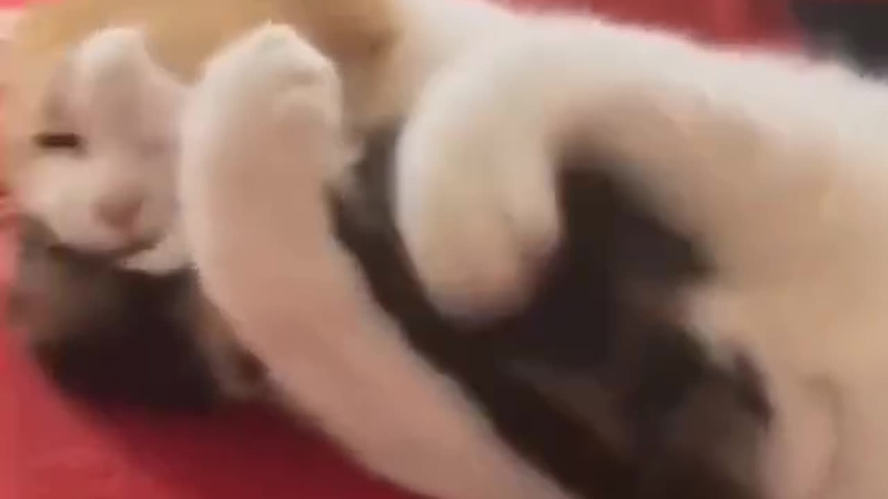 Cat 😺