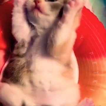 OMG So Cute Cat Video ❤ #cat #shorts