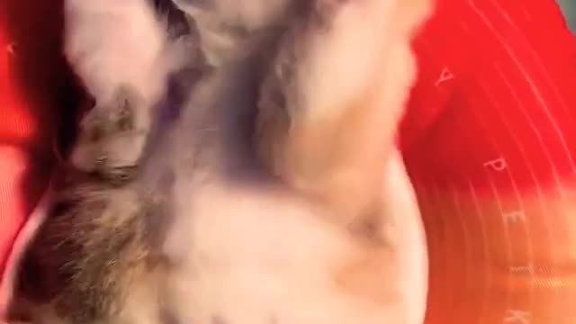 OMG So Cute Cat Video ❤ #cat #shorts