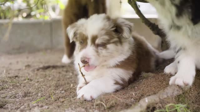 A cute little puppy plays with a tree root - other puppies around - closeup