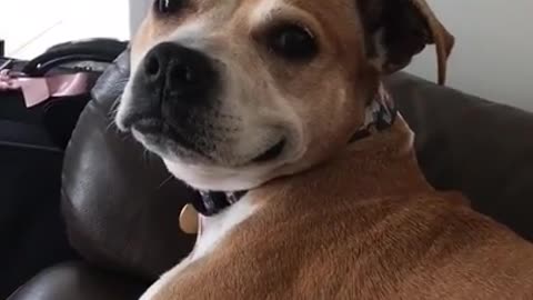 Adorable dog smiles, as hooman offer a walkiesss!