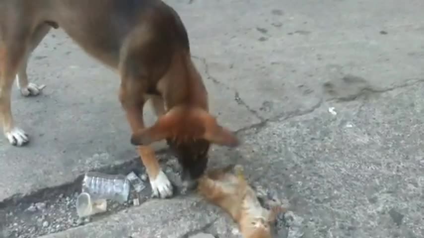 Angry dog traying to eat cat😻