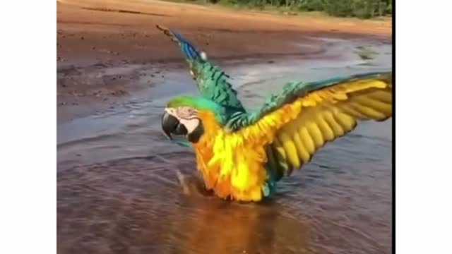 Bird beautiful 🦜