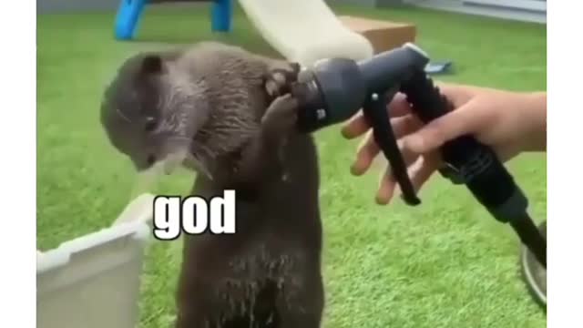 Hilarious otter