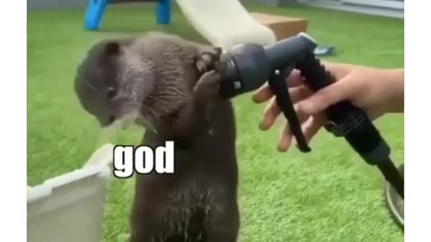 Hilarious otter