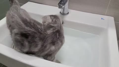 The sink is Koko's swimming pool.