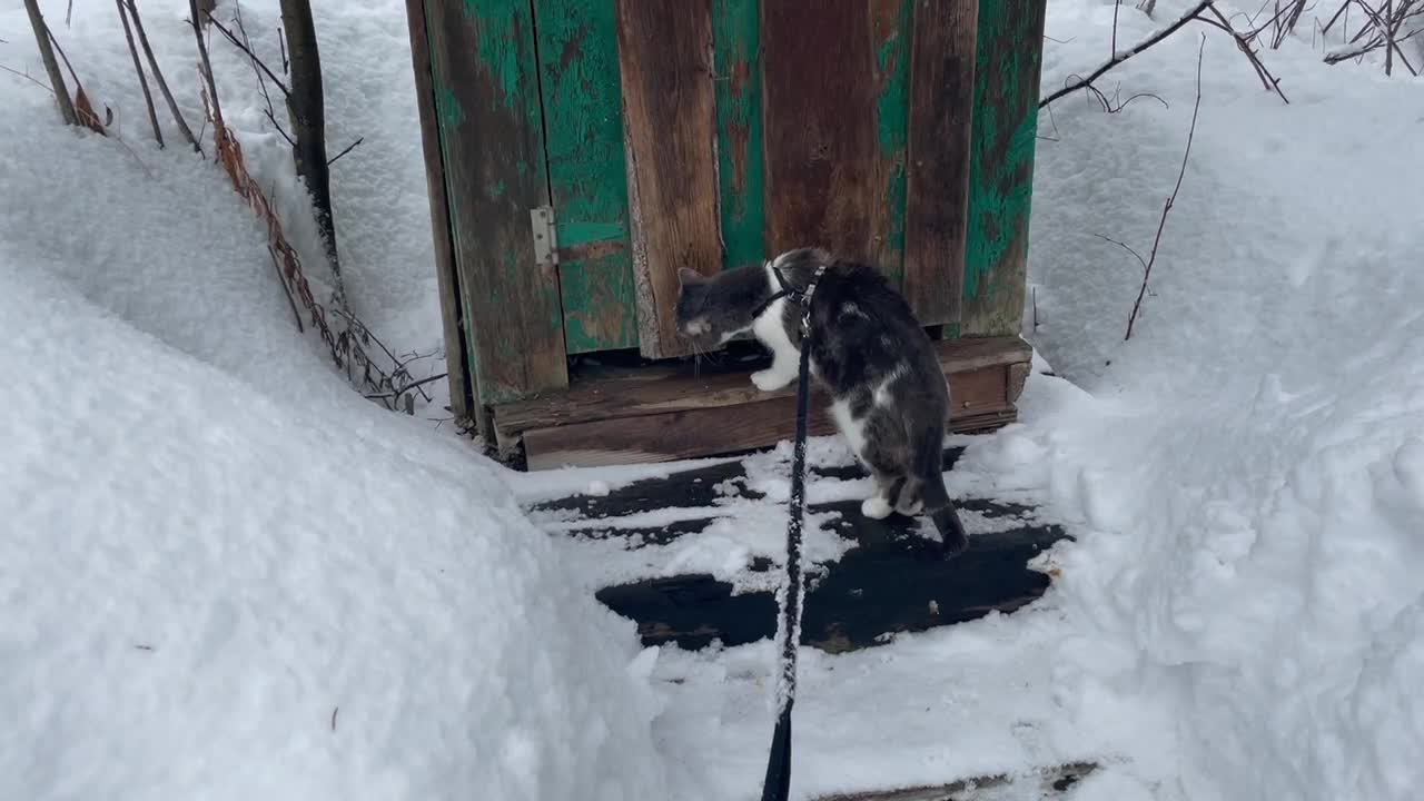 Wonder the cat on a leash checking out the outhouse 4/4/21