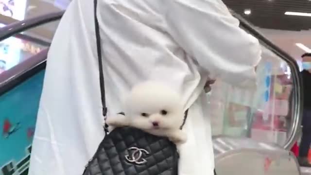 Mini Pomeranian Funny and Cute Pomeranian Videos | Funny Puppy Videos 2021