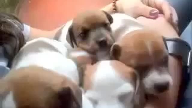 Lovely cute puppies barking, sleeping to grow up