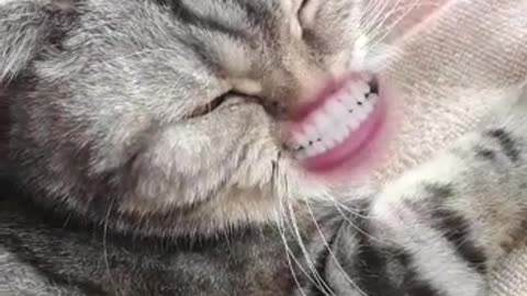 cats rule the world
