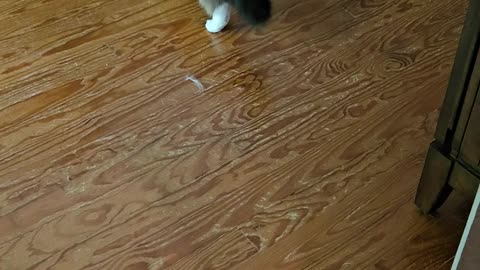 Kitty Snake