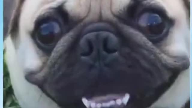 you will have a lot of laughs with these animals