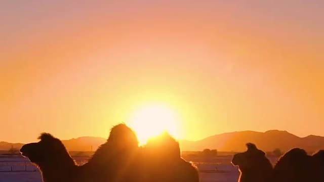 A camel at sunset on the desert has an indescribable feeling