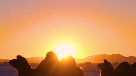 A camel at sunset on the desert has an indescribable feeling