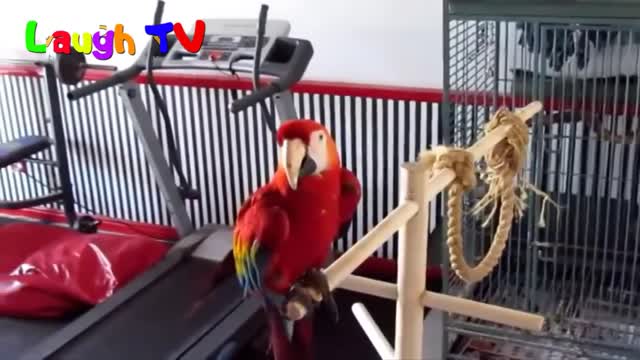 Parrot talking awesome voice.