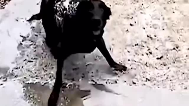 😅Funny Animal🙈 Video #Shorts