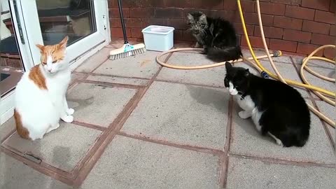 Vicious Cat Fight Caught On Camera