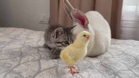 Baby Kitten and Giant Rabbit Confused by meeting Chick