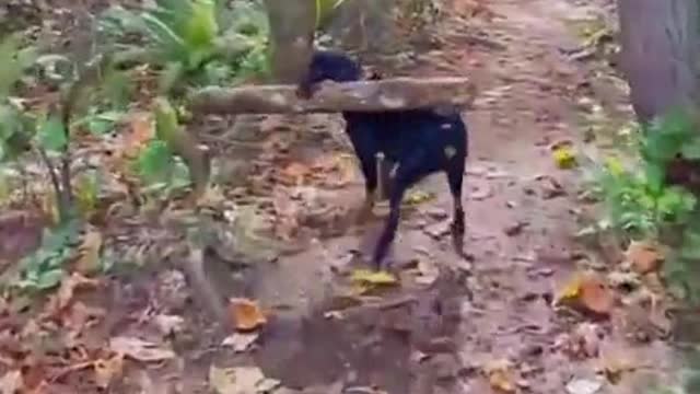 Man's friend
