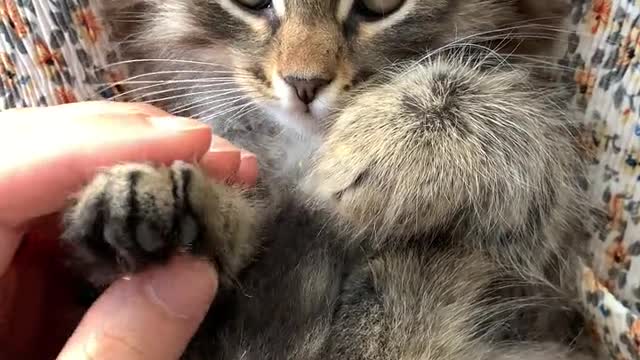 Pet Cat