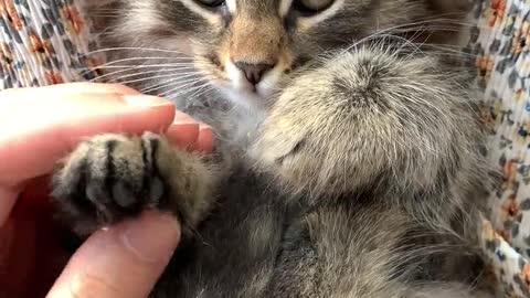 Pet Cat