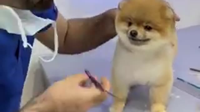 tik tok dogs funny memes|| dogs memes #shorts