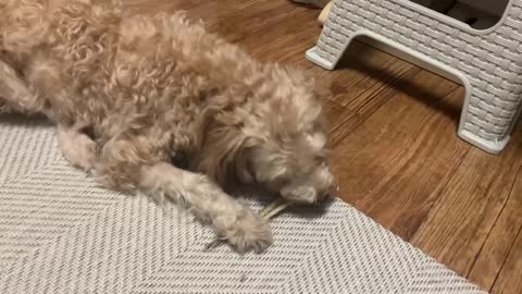A puppy eating anchovy