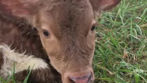 Newborn Pineywoods Calf