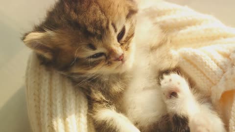 Adorable Cat Compilation – Prepare for Cuteness Overload! 😻