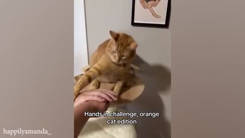 cat funny video