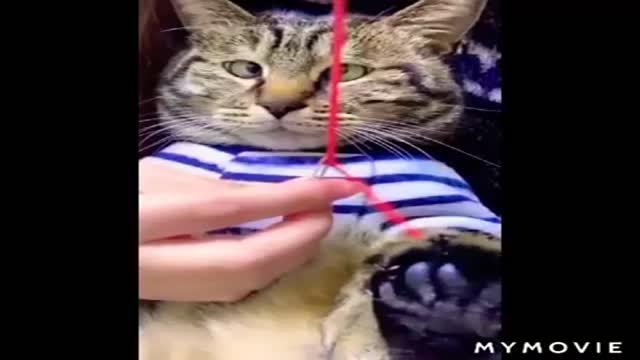 funny cat videos cute catsbest funny cat video