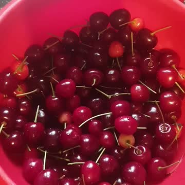 😍😍😍Fresh juicy cherrys from garden tree😍😍😍