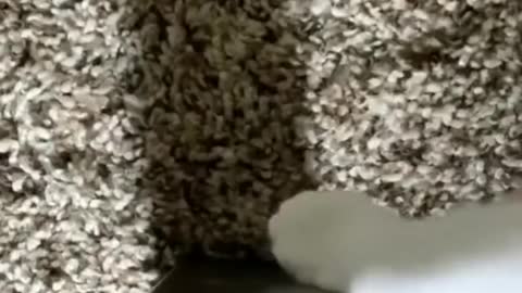 Funny cat act