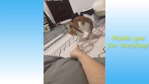 Cute Cats and Funny Dogs Videos Compilation - FUNNY