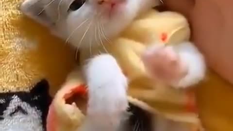 Cute baby kitty cat