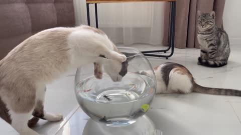 Funny cats' reaction to fish - Part 1