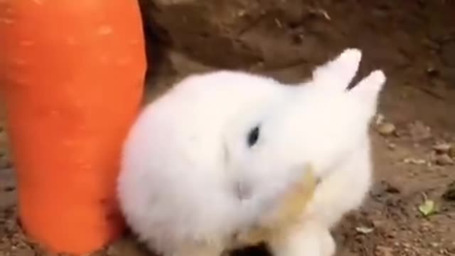 A cute rabbit trying to eat carrot leaves.