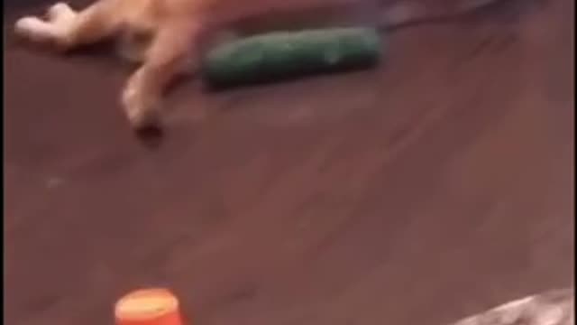 Owner terrifies cat by playing cucumber behind it