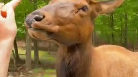 animal_funny_video_!!_#shot